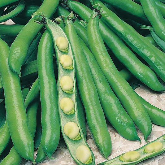 Broad Beans Bunyards 25 Seeds