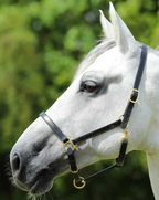 Premier Equine Pasco Plain Leather Headcollar Black