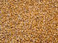 Whole Grain Wheat 20kg