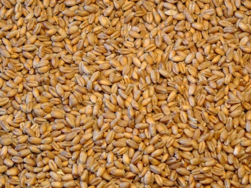 Whole Grain Wheat 20kg