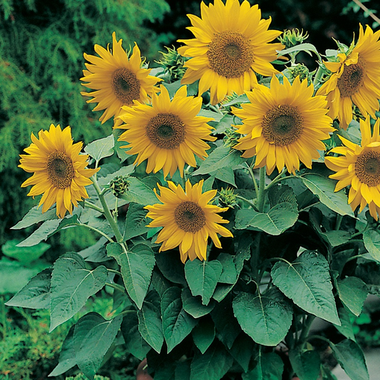 Country Value Sunflower Pacino - 15 Seeds