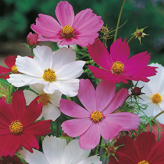 Cosmos Sensation Seeds