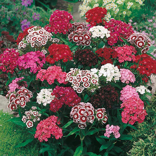 Country Value Sweet William Mixed - 400 Seeds