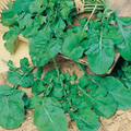 Rocket Seeds