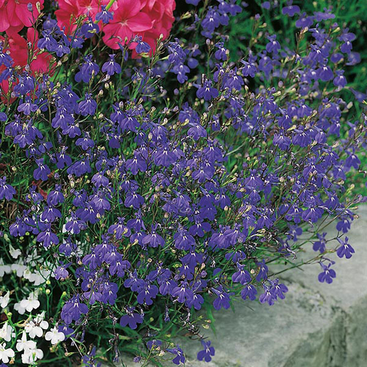 Lobelia Sapphire Seeds