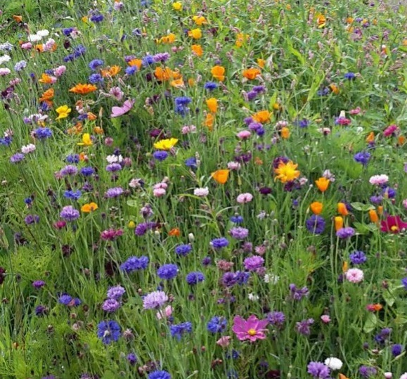 DLF Wildflowers Pro Flora 110 Native Origin Wild Flowers Mixture 1kg