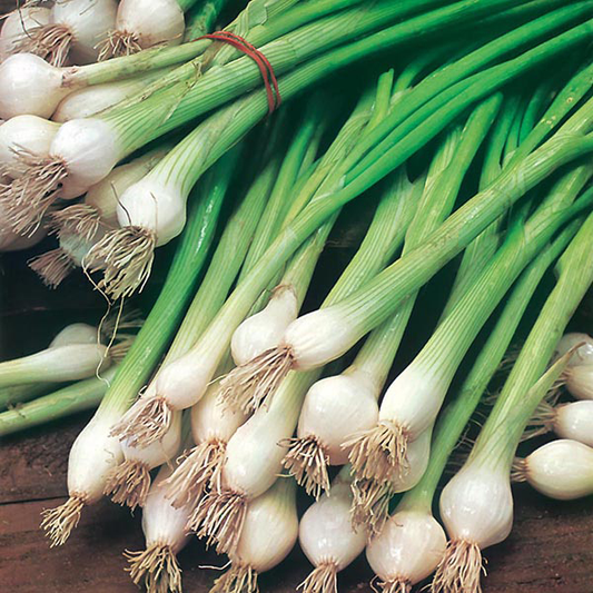 Spring Onion White Lisbon Seeds