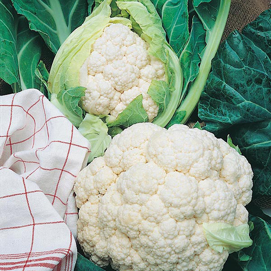 Cauliflower All Year Round