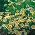 Poached Egg Plant Seeds