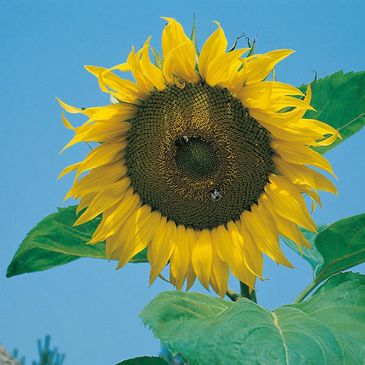 Country Value Sunflower Giant Single - 50 Seeds