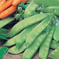 Pea Magnetout Seeds