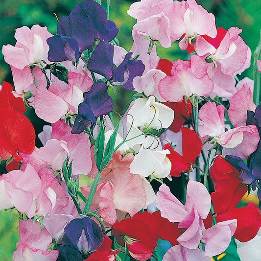 Country Value Sweet Pea Spencer - 25 Seeds