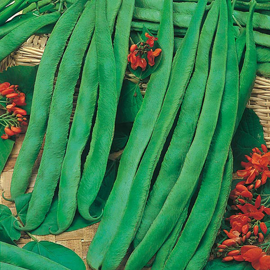 Runner Bean Scarlet Seeds