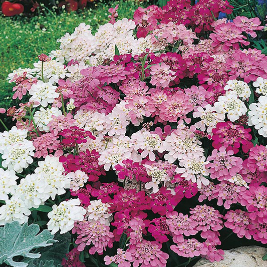 Candytuft Fairy Mixed 300 Seed