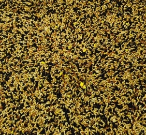 Bucktons No.1 Mixed Canary 2Kg