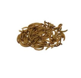 Mealworms Dried 12.5kg