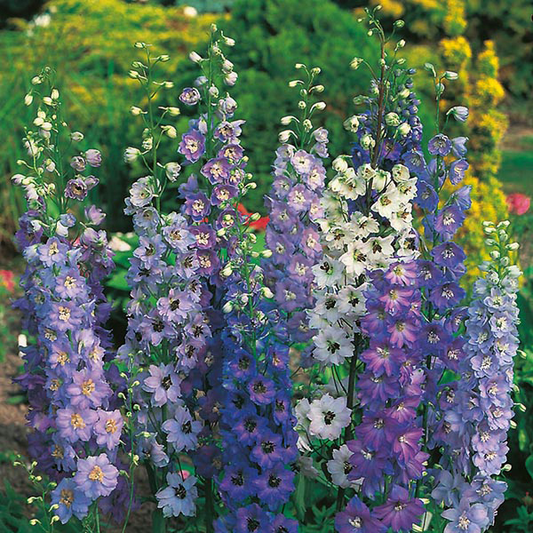 Delphinium Pacific Giants Seeds