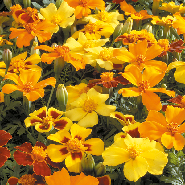 Marigold Dwarf  Double Seeds