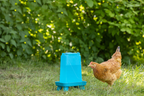 Poultry Drinker With Feet 5.5 Litre Blue