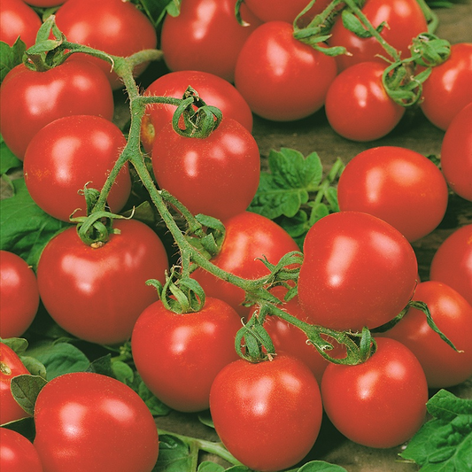 Country Value Tomato Moneymaker - 60 Seeds