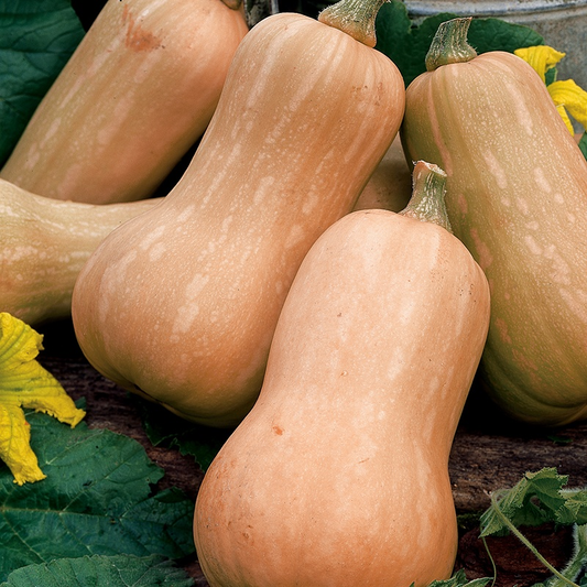 Squash Butternut Butterfly Seeds