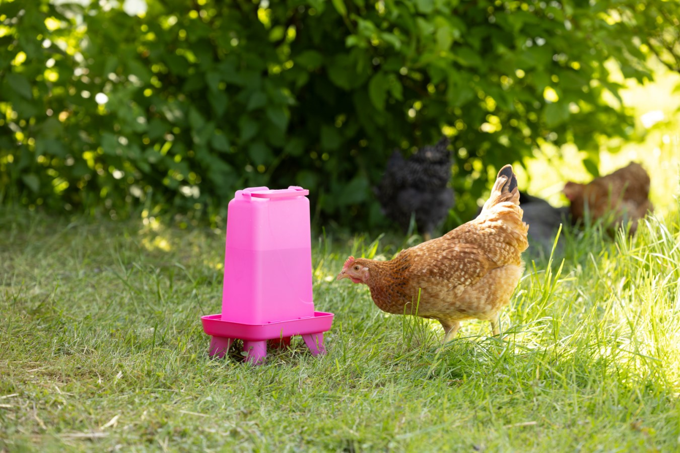 Poultry Drinker With Feet 5.5 Litre Pink