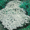 Alyssum Carpet of Snow 830 Seeds