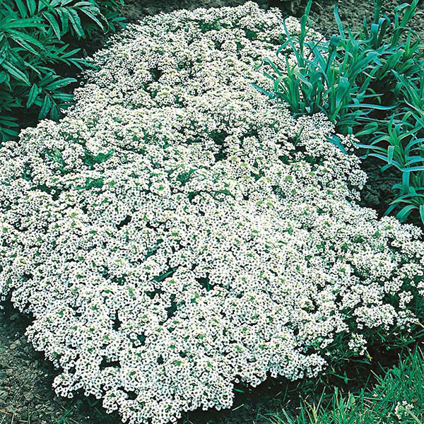 Alyssum Carpet of Snow 830 Seeds