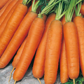 Carrot Nantes 5