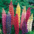 Lupin Russel Mixed Seeds