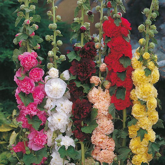 Hollyhock Double Mixed Seeds