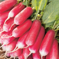 Radish French Breakfast Seeds