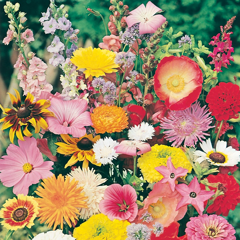 Annuals Mixed 1g Seeds