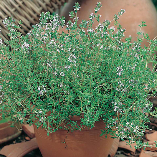 Country Value Thyme - 600 Seeds