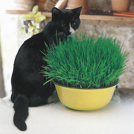 Cat Grass