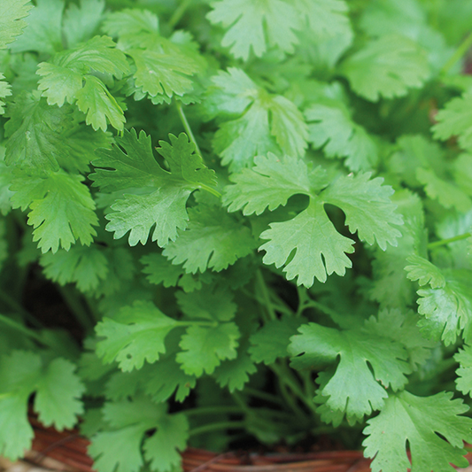 Coriander Seeds