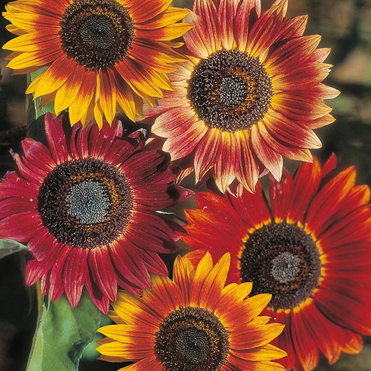 Country Value Sunflower Evening Sun - 20 Seeds