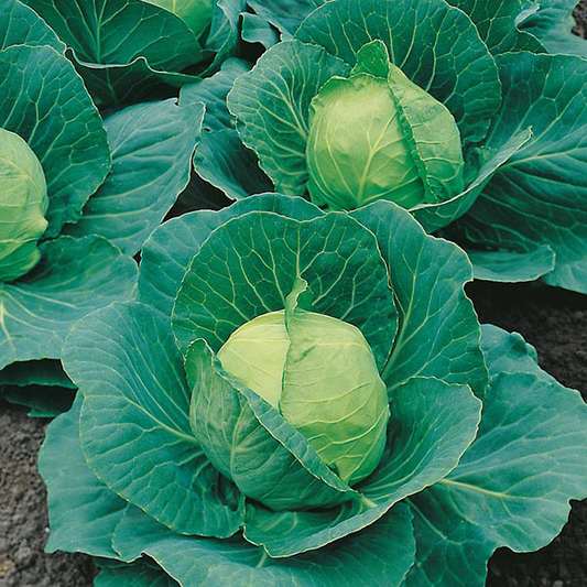 Cabbage Golden Acre 400 Seeds