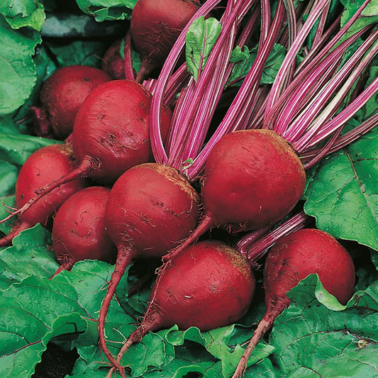 Beetroot Perfect 3 - 200 Seeds