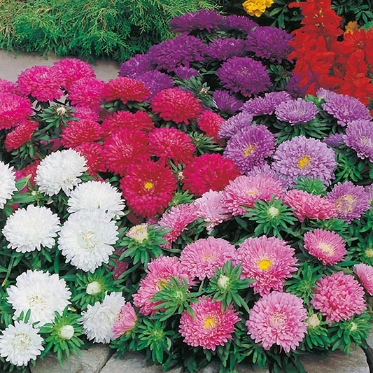 Aster Colour Carpet 200 Seeds