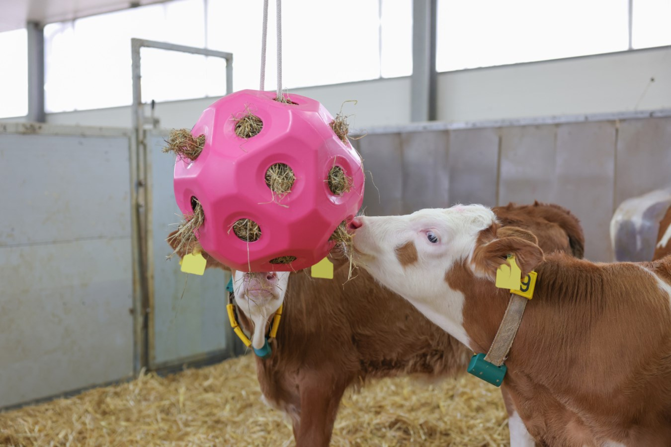 HayBoy Feed & Play Ball Pink