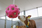 HayBoy Feed & Play Ball Pink
