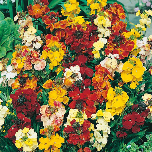 Wallflower Fair Lady 400 Seeds