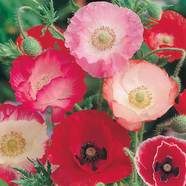 Poppy Shirley Mixed Seeds