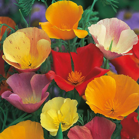 California Poppy Single 400