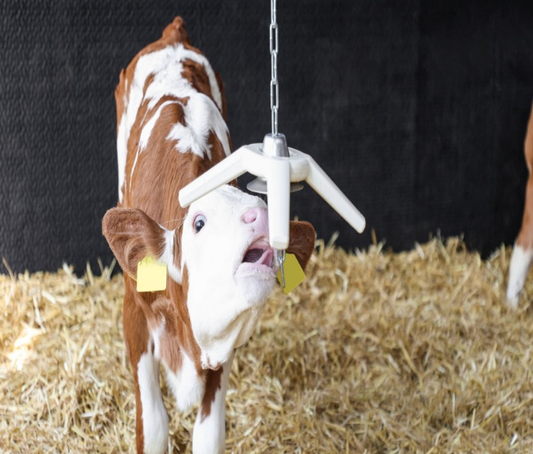 Pig Toy Bitestar With Eyelet End Cap and Chain