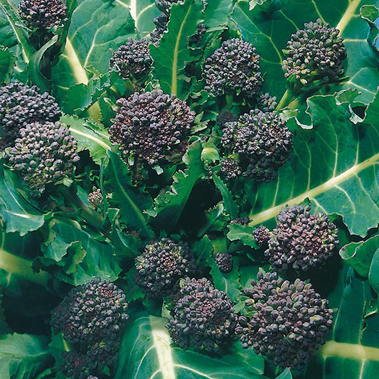 Broccoli Early Purple 400 Seeds