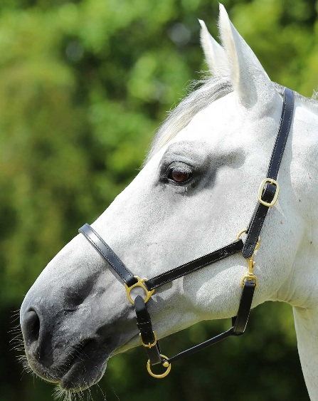 Premier Equine Pasco Plain Leather Headcollar Black