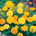 Marigold Double Seeds