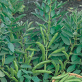 Broad Bean The Sutton 35 Seeds